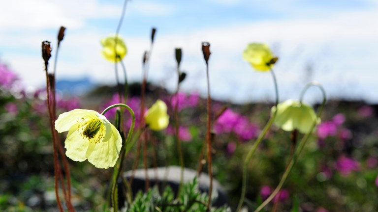 Blomster
