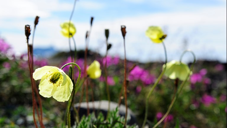 Blomster