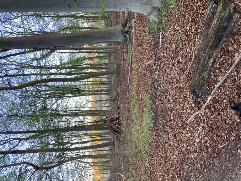 Billedet viser en skov, hvor et rådyr går